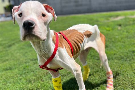 Dog Survives ‘extreme Emaciation Roxbury Woman Arrested On Animal