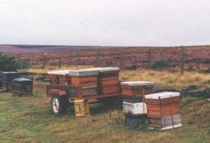 Several Beehives Are Stacked On Top Of Each Other In The Grass Near A Fence