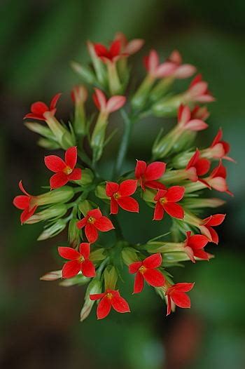 All of from you flowers can be delivered inexpensive, same day flowers to your loved one, if ordered by 3pm in the delivery zip code. Mahanandi » Flower Love ~ Succulent Flowers