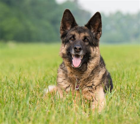 10 Cute Dogs That Look Like German Shepherds The Woof Post
