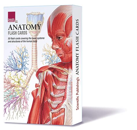 Anatomy And Physiology Flash Cards Free Printable Printable Templates
