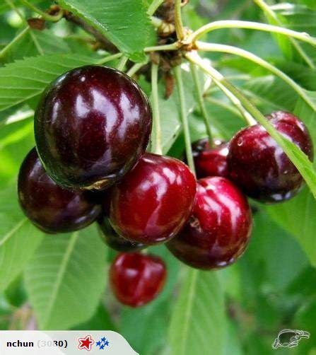 Maybe you would like to learn more about one of these? DWARF FRUITING SWEET CHERRY TREE "COMPACT STELLA" GRAFTED ...