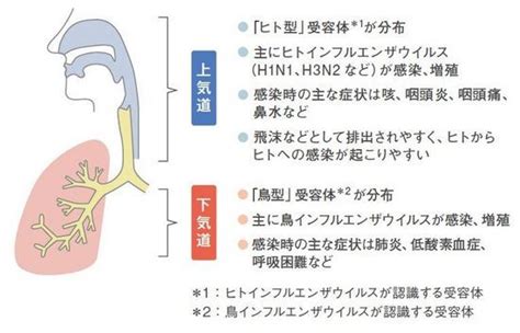 インフルエンザ脳症（インフルエンザのうしょう）とは、インフルエンザウイルス感染に伴う発熱後、急速に神経障害・意識障害を伴う症候。病型は、急性壊死性脳症、ライ症候群、hse症候群（hemorrhagic shock and encephalopathy syndrome、出血性ショック脳症症候群）などに分類されている。 鳥インフルエンザは下気道症状に要注意 | ぽちルンルン部屋