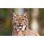 Lynx Picture  HD Desktop Wallpapers 4k