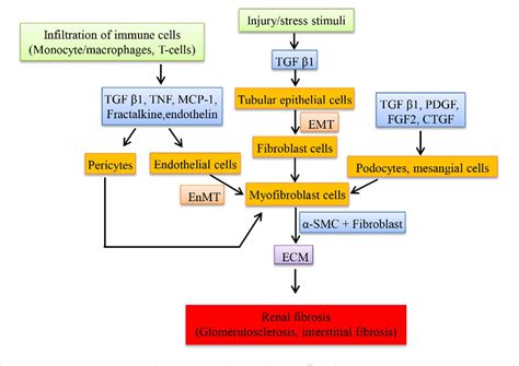 Figure 2 From Cellular And Molecular Mechanisms Of Chronic Kidney