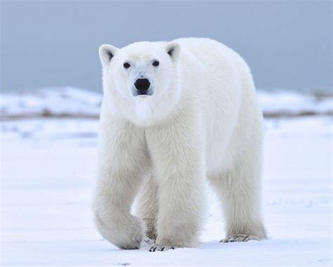 Facts About Polar Bears And Their Conservation Polar Bear Polar Bear