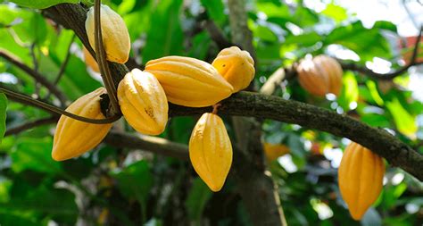 How To Grow A Cacao Tree In A Hurry