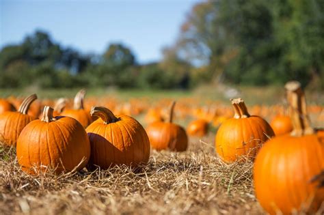 9 Valley Pumpkin Patches To Visit This Fall Phoenix Magazine