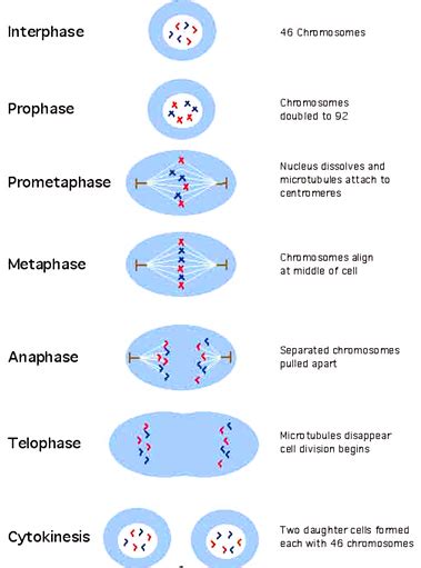 Cell Division Class 9 Cbse Class Notes Online Classnotes123