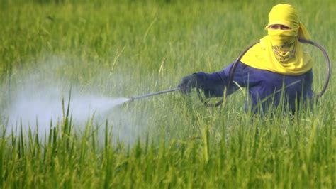 Ingredient In Monsanto Weedkiller Roundup Probably Causes Cancer Non