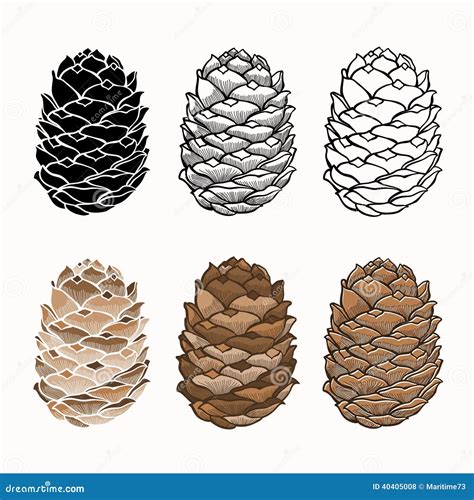 Vector Set Of Pine Cones On A White Background Stock Illustration
