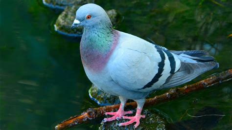 Pigeon Vs Dove Pigeon And Dove Pair Pigeon On Tree Pair Of