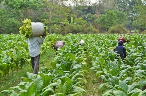 Selain memberikan kesan kepada perokok itu sendiri, merokok juga membawa kesan buruk kepada orang lain. Kesan Merokok Kepada Bumi Selain Dari Menjejaskan ...