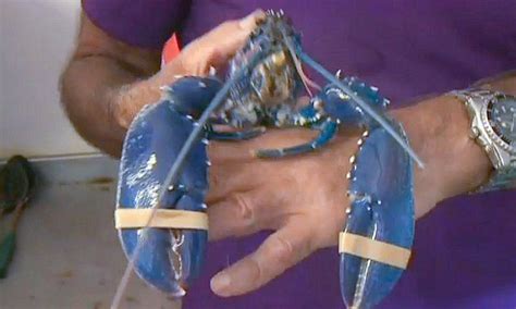 A One In Two Million Find Larry The Rare Blue Lobster Is Caught In