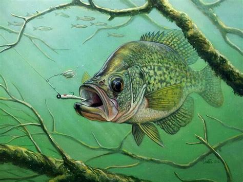 Crappie Fishing With Minnows Clarks Hill Lake 魚 絵 イラスト 絵画