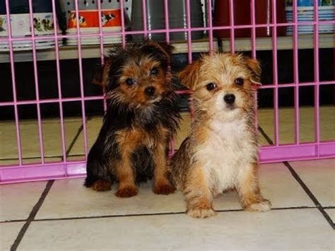 1 tri coloured boy 1 red & white boy these gorgeous puppies are well socialised,confident playful. Yorkie Pom, Puppies, Dogs, For Sale, In Atlanta, Georgia ...