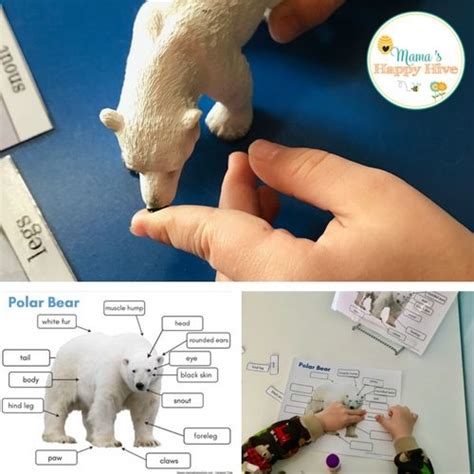 Montessori Arctic Activities And Printables Including Polar Bears Polar