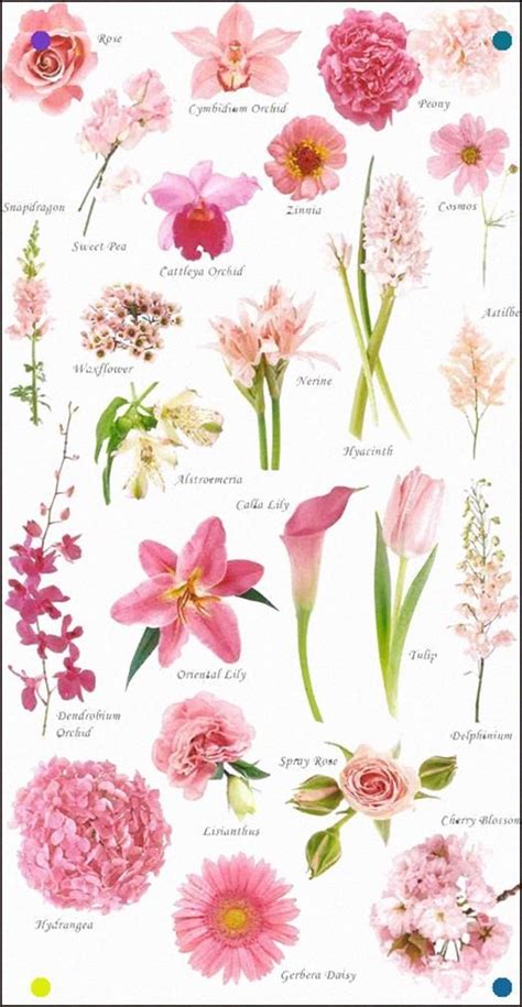 Below We Have Recorded 100 Different Types Of Flowers And