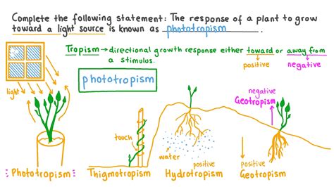 Question Video Defining The Process By Which Plants Grow In Response