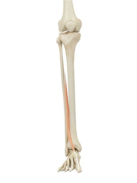 Human Leg Anatomy Photograph By Sciepro Pixels
