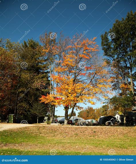 Autumnal Bronze Trees With Blue Bright Sky Stock Photo Image Of