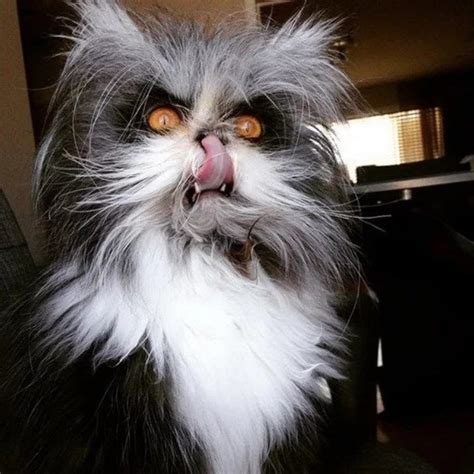 Angry Cats Who Ended Up Looking Awwdorable Photos Evil Cat Werewolf Cat Funny Cat Photos
