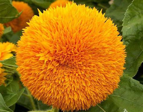 Buy Sunflower Sungold Double Flower Seeds At Allthatgrows