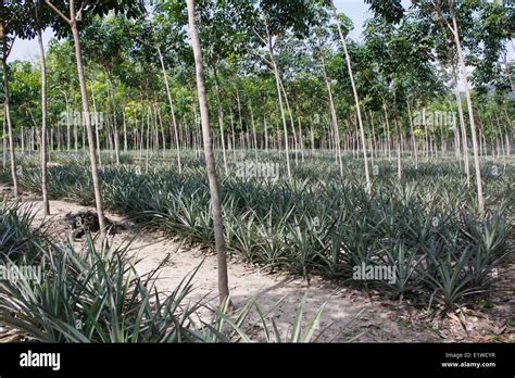 Pineapple Plantation Thailand Hi Res Stock Photography And Images Alamy