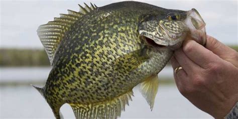 The 10 Best Crappie Lures Of 2024