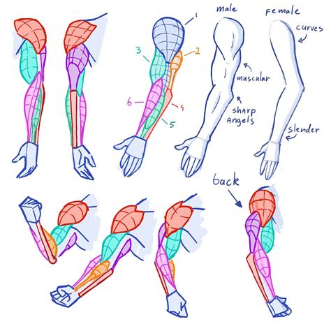 Forearm Drawing Reference Np