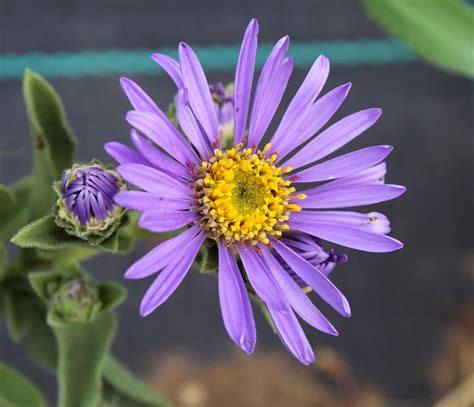 Star Lily Flower Blue Free Photo On Pixabay Pixabay
