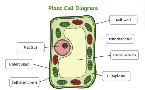 What Is A Plant Cell Twinkl Teaching Wiki Twinkl