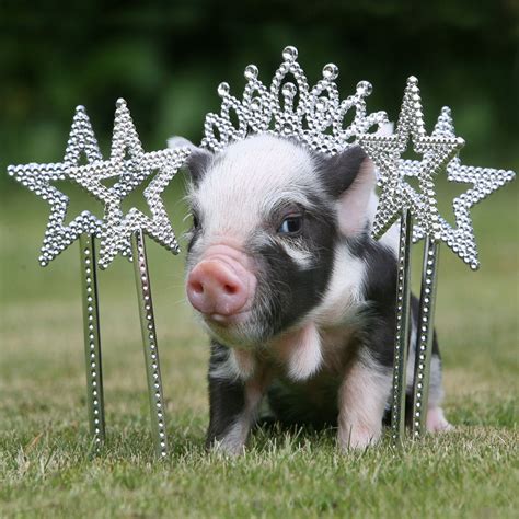 10 Most Adorable Micro Pig Photos Ever Abc News