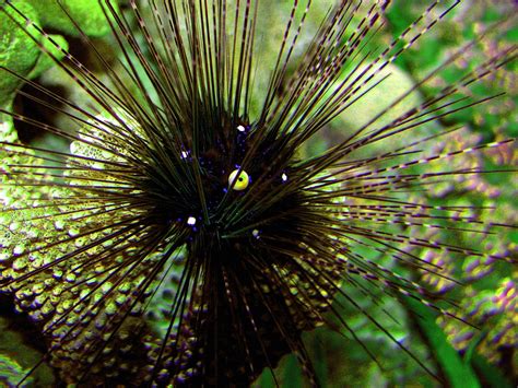 The Hidden Parasite Wreaking Havoc On Caribbean Sea Urchins