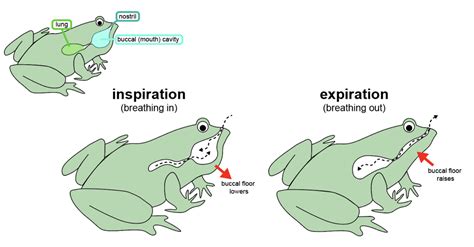 Do Frogs Really Breathe With Their Eyes Integrative Organismal Biology