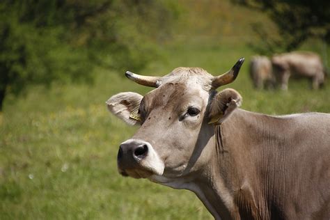 Free Stock Photo Cow Pasture Horns Milk Cow Free Image On Pixabay