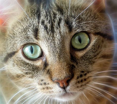 Cat Eyes With Glow Photograph By Bill Posner Fine Art America