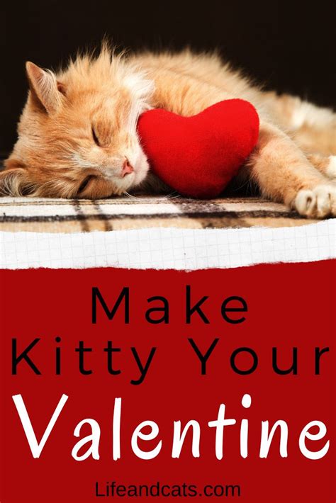 5 ways to have a happy valentine s day with your cat in 2020 kitten care adventure cat cat toys