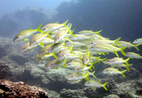 Noaa 11 Hawaiian Reef Fish Possibly Overfished Hawaii Public Radio
