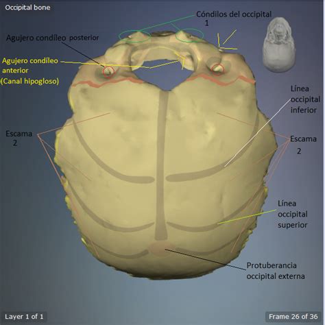 Huesos Del Cráneo Hueso Occipital