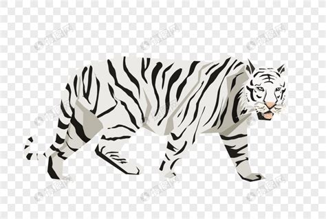 Imagen 143 Imagen Dibujos De Tigres Blancos Thptletrongtan Edu Vn