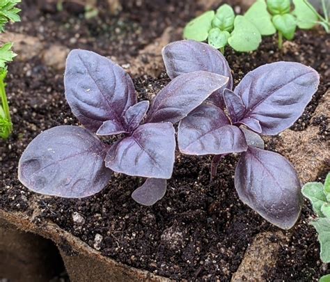 Purple Basil Bay Branch Farm