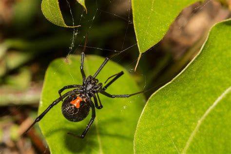 The Fall Guide To Spiders In Florida Drive Bye Pest Exterminators