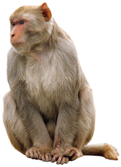 Monkey Png Transparent Image Download Size 980x1350px