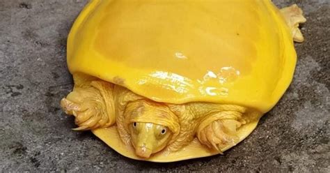 Check spelling or type a new query. Rare Albino Indian Flapshell Turtle Spotted in India