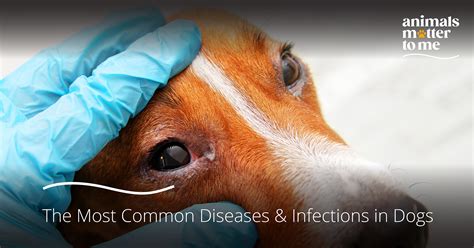 The Most Common Diseases And Infections In Dogs Animals Matter To Me