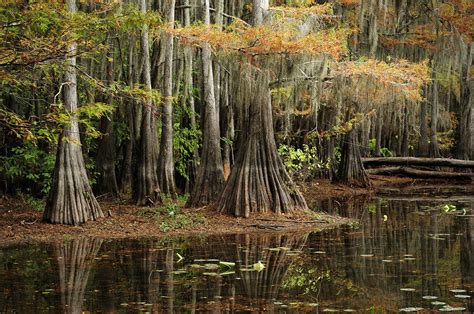Cypress Trees In Caddo Lake Photograph By Iris Greenwell