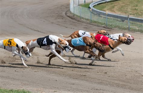 Minister Told Greyhound Racing Not Sustainable From Commercial