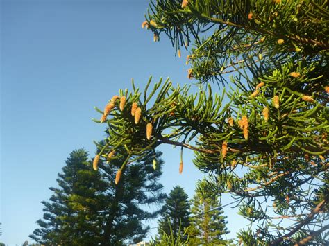 Araucaria Heterophylla Norfolk Island Pine Gardening With Angus