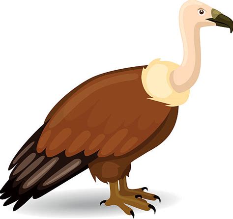 Royalty Free Vulture Clip Art Vector Images And Illustrations Istock